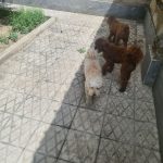 بالی سگ جذاب پانسیون حیوانات خانگی غرب تهران پونک سیمون بولیوار