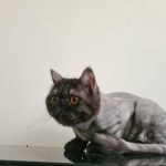 سیمبا و لیا گربه های مهمان در پانسیون حیوانات پونک