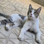 پانسیون حیوانات خانگی و پت و سگ و گربه غرب تهران پونک
