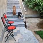 پانسیون حیوانات غرب تهران تهل بالی مهد سگ و گربه