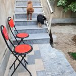 پانسیون حیوانات غرب تهران تهل بالی مهد سگ و گربه