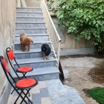 پانسیون حیوانات غرب تهران تهل بالی مهد سگ و گربه