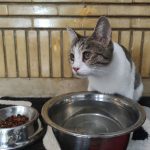 پانسیون حیوانات غرب تهران تهل بالی مهد سگ و گربه