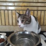پانسیون حیوانات غرب تهران تهل بالی مهد سگ و گربه