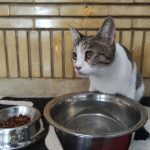 پانسیون حیوانات غرب تهران تهل بالی مهد سگ و گربه