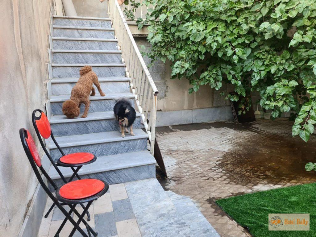 پانسیون حیوانات غرب تهران تهل بالی مهد سگ و گربه