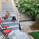 پانسیون حیوانات غرب تهران تهل بالی مهد سگ و گربه