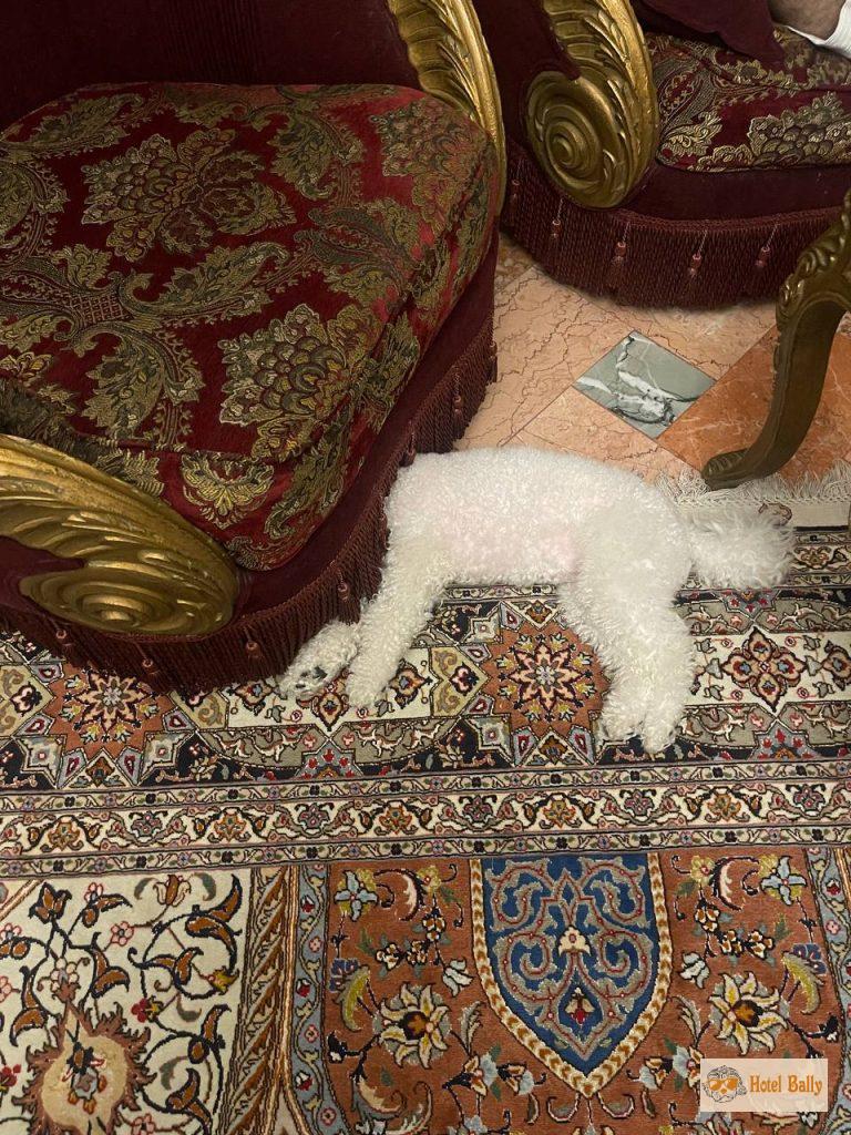 شارمانت در هتل بالی
