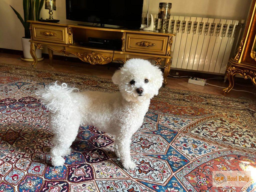شارمانت در هتل بالی