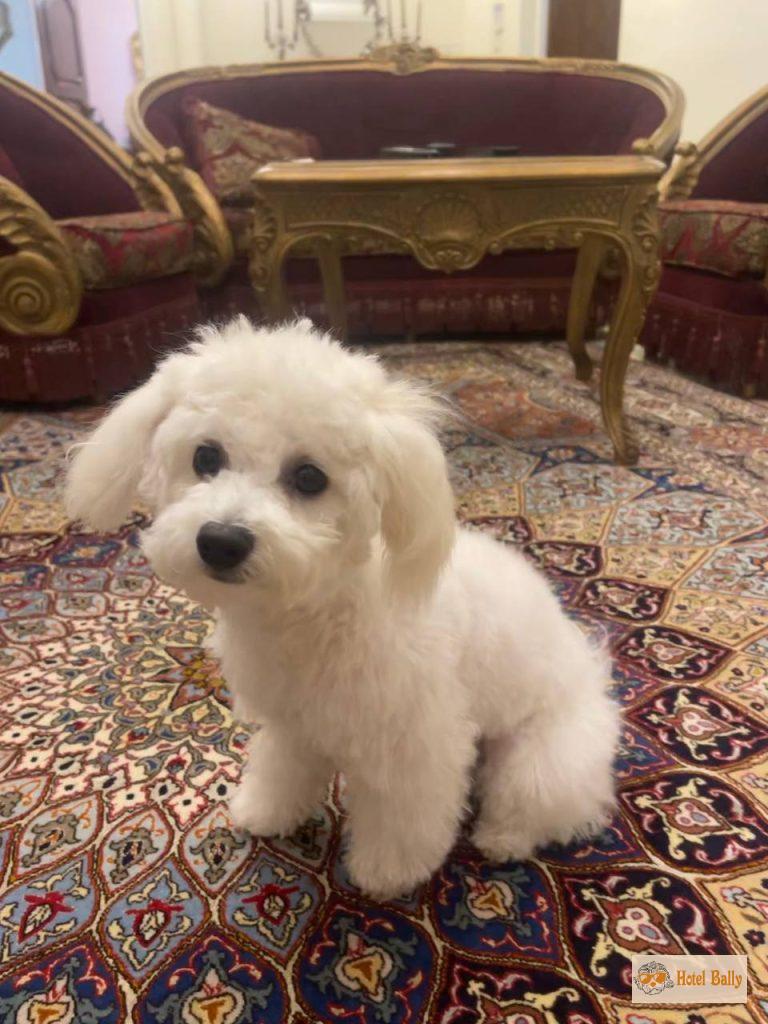 شارمانت در هتل بالی
