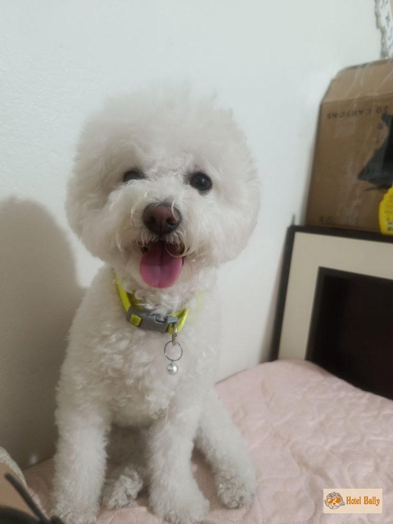 شارمانت در هتل بالی